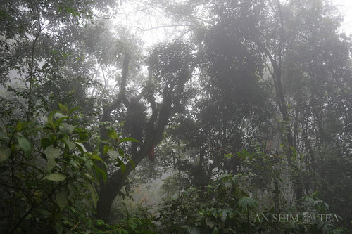 Deep Jungle Snow Shan