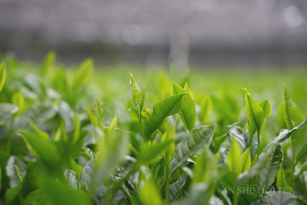Matcha Washimine