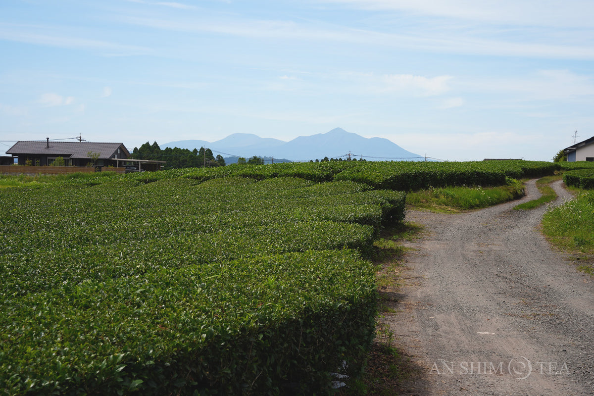 Gyokuro