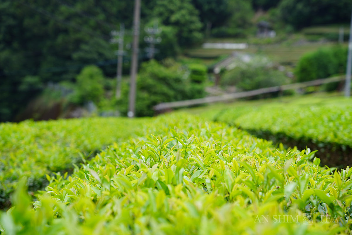 Hojicha
