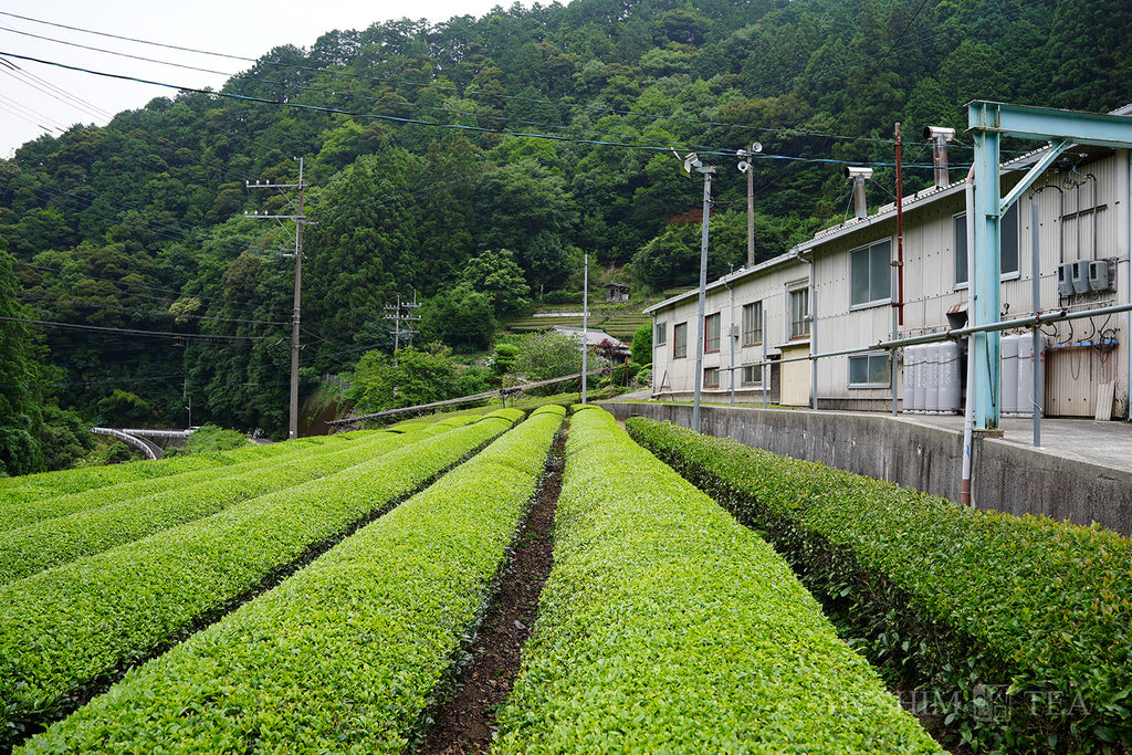 Sencha