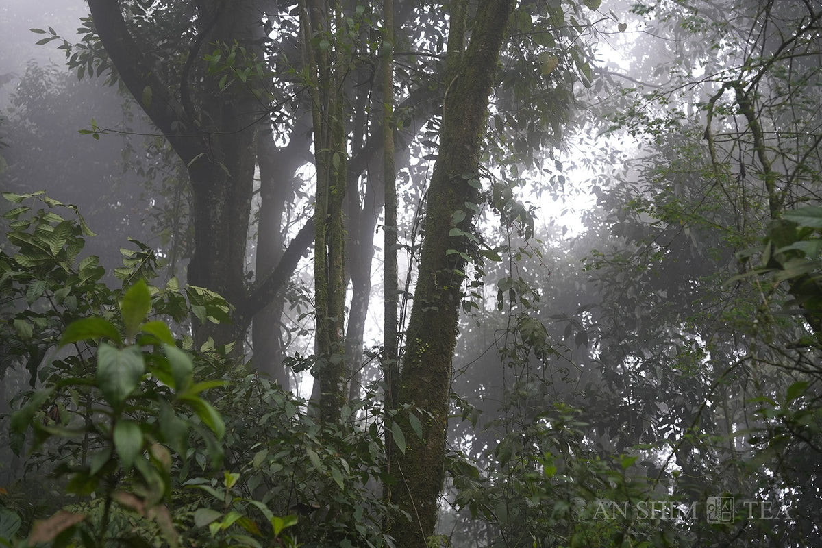 Deep Jungle Snow Shan