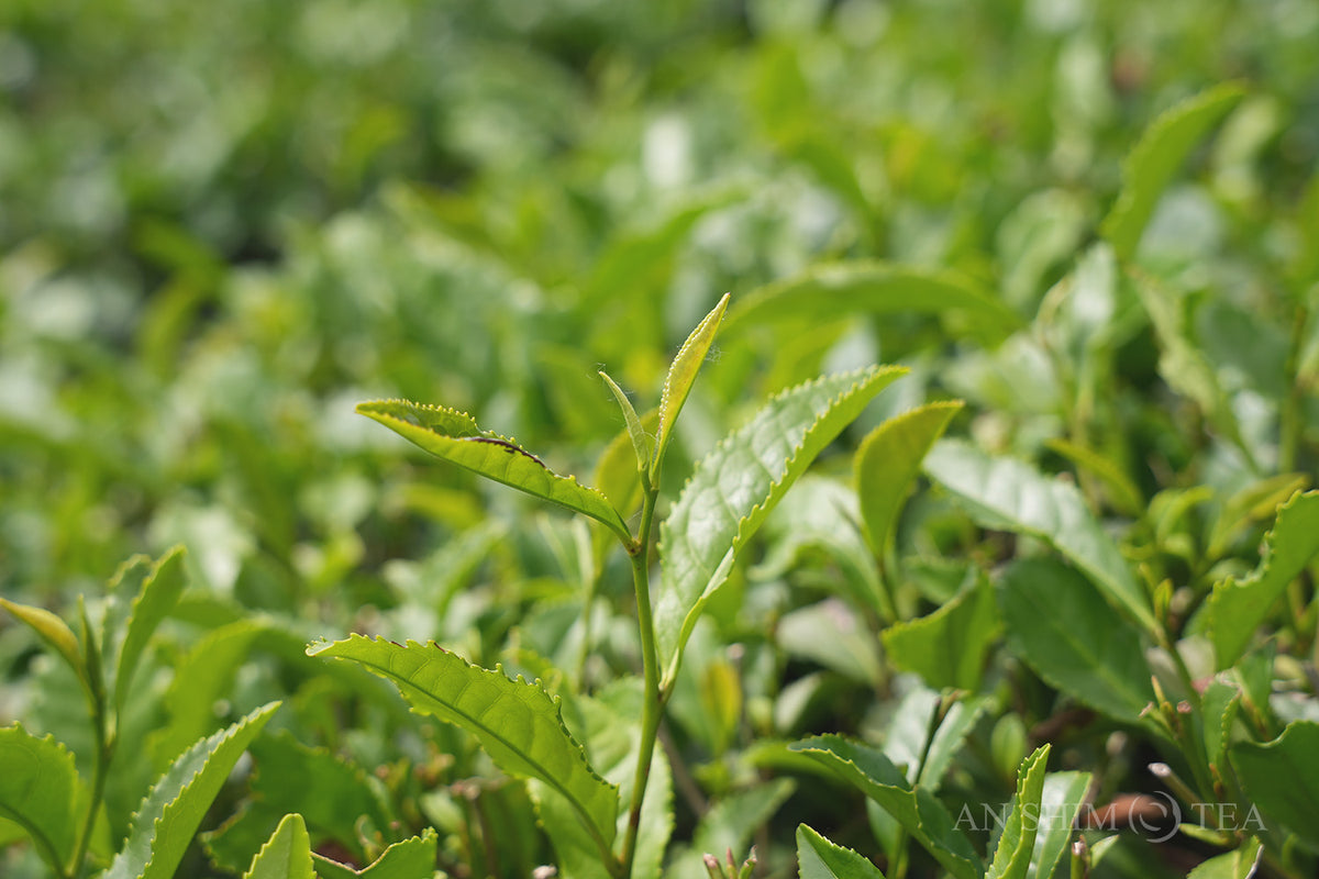 Gyokuro