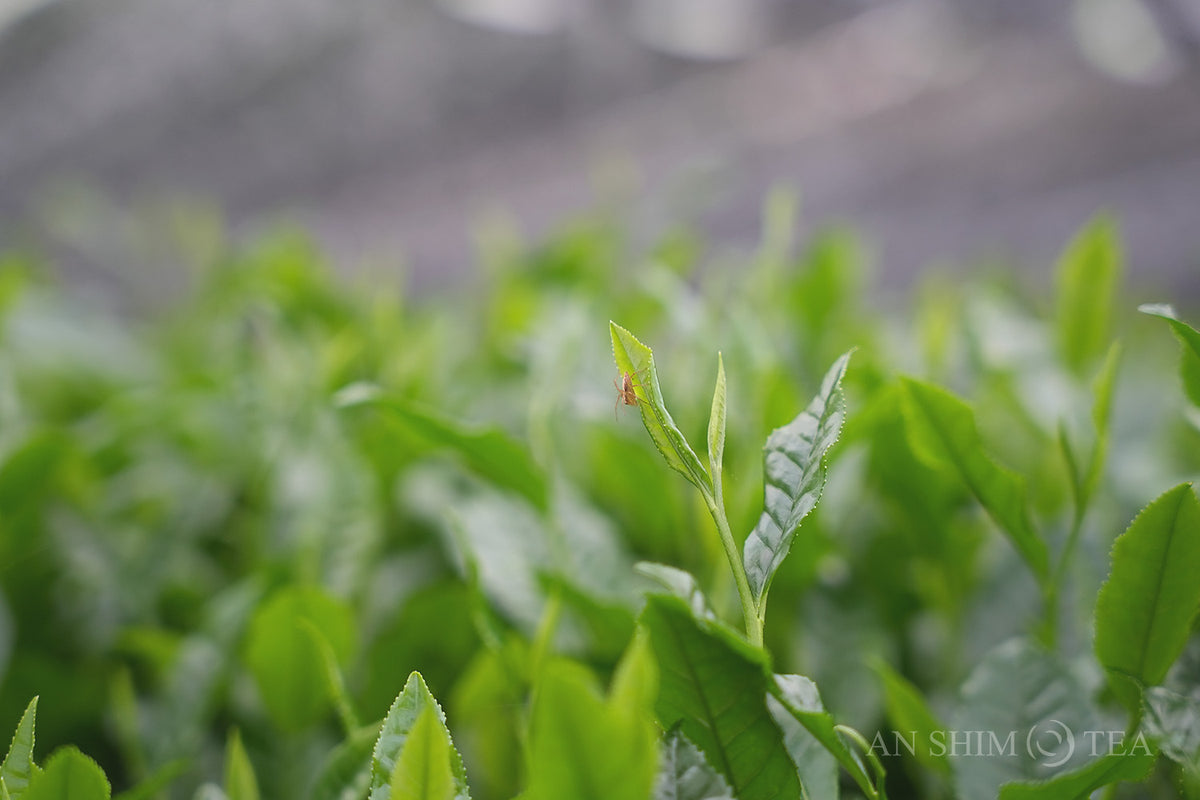 Matcha Washimine