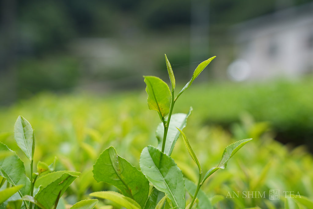 Sencha