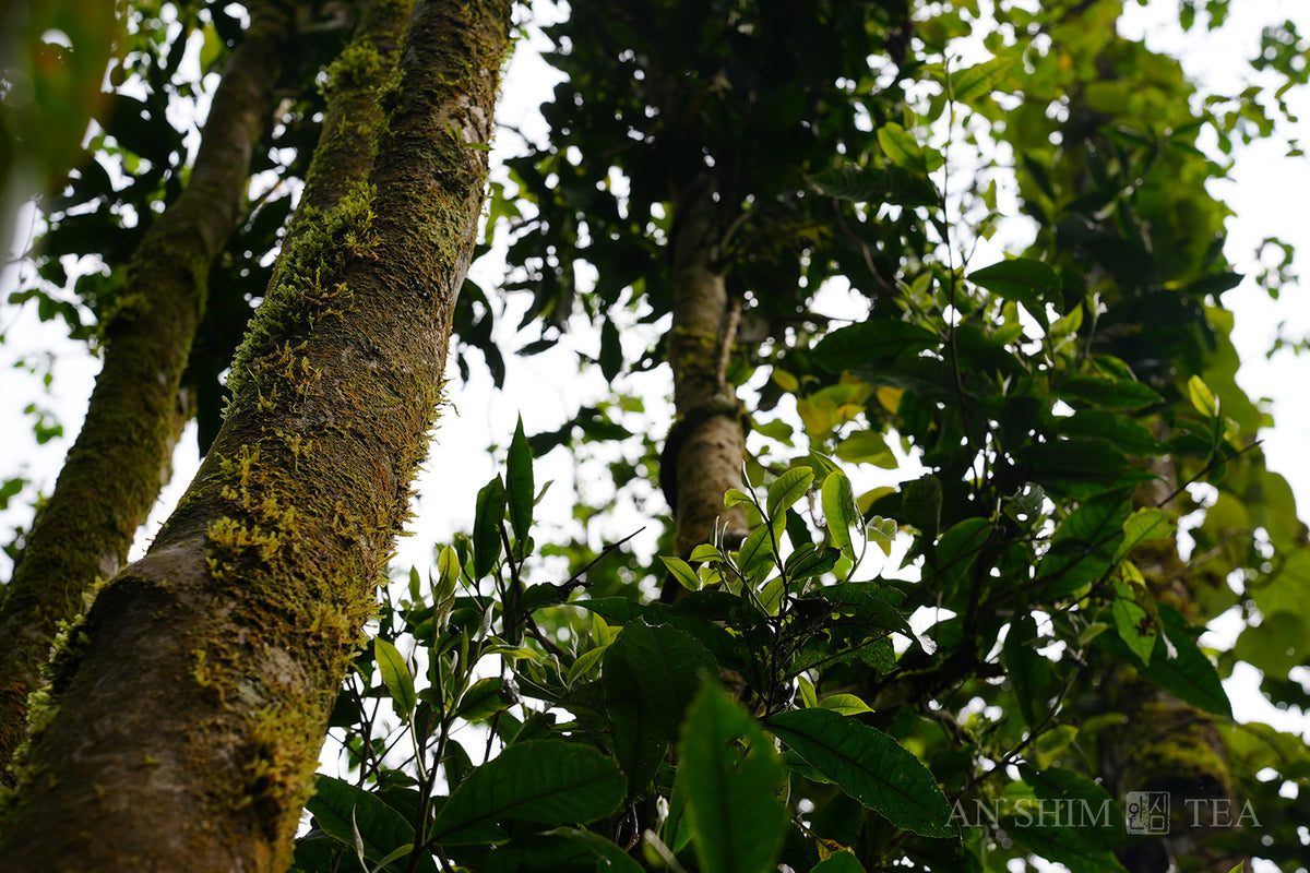 Deep Jungle Snow Shan