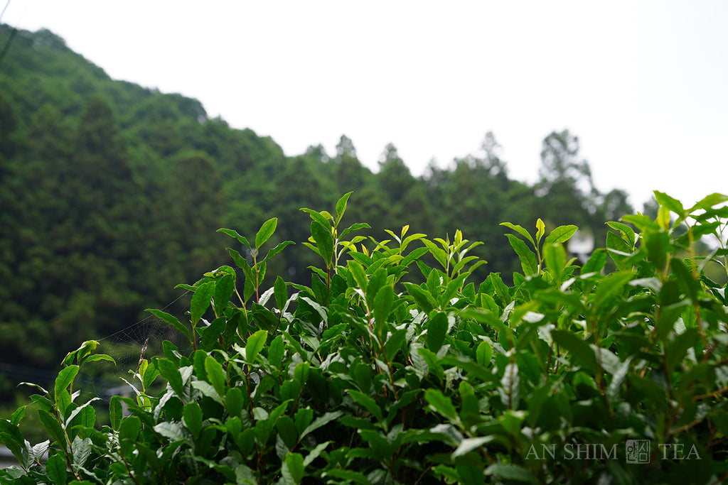 Sencha
