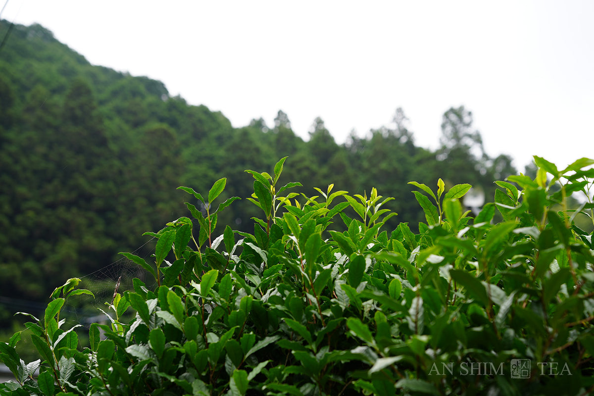 Sencha