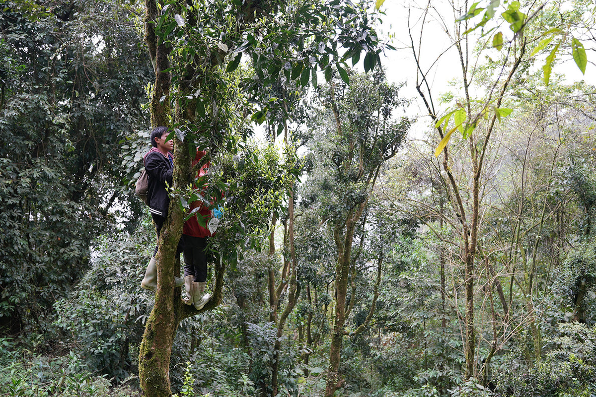 Deep Jungle Snow Shan