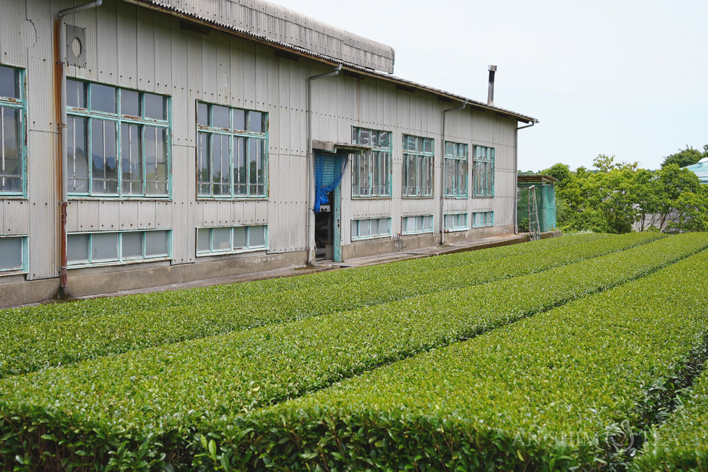 Gyokuro