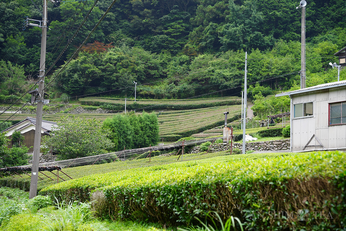 Hojicha