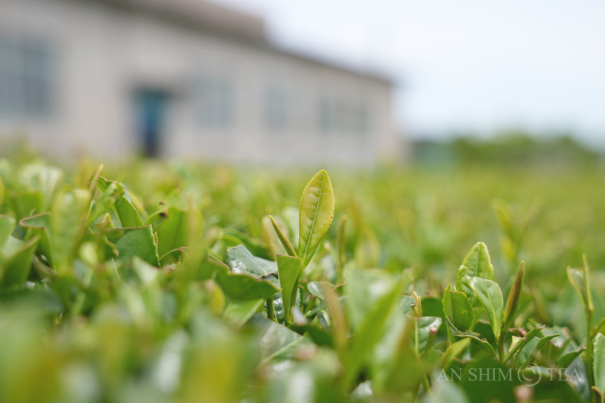 Gyokuro