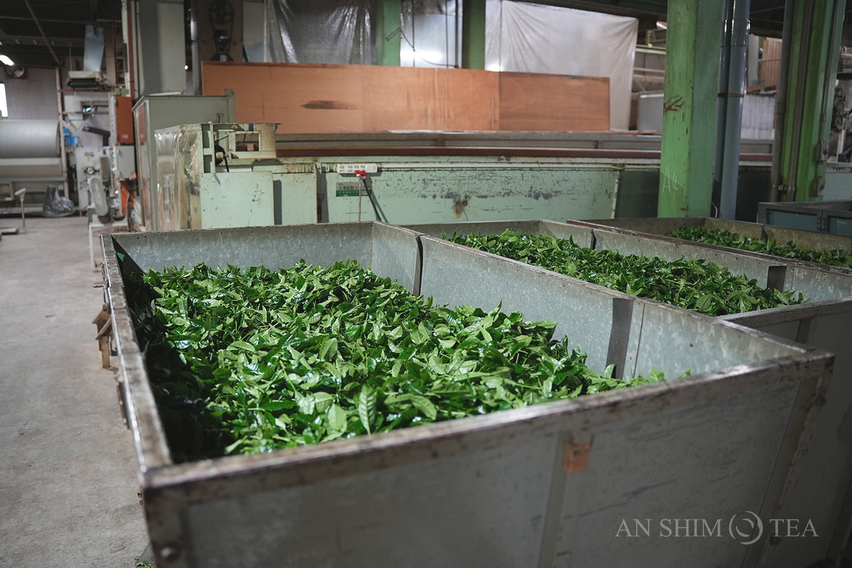 Matcha Washimine